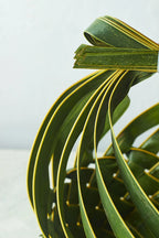 Bow Woven Leaf Basket - Mahua Floral Studio