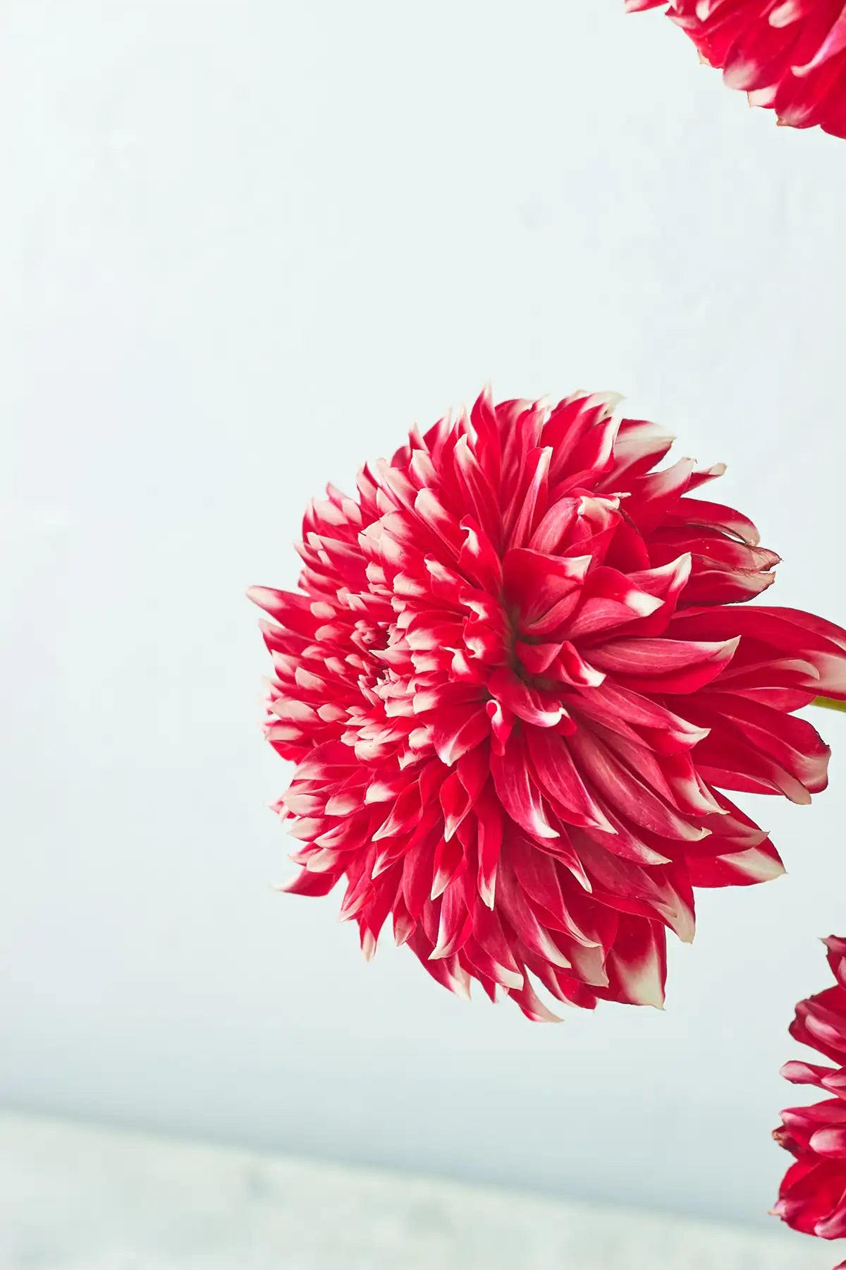 Dahlias - Mahua Floral Studio