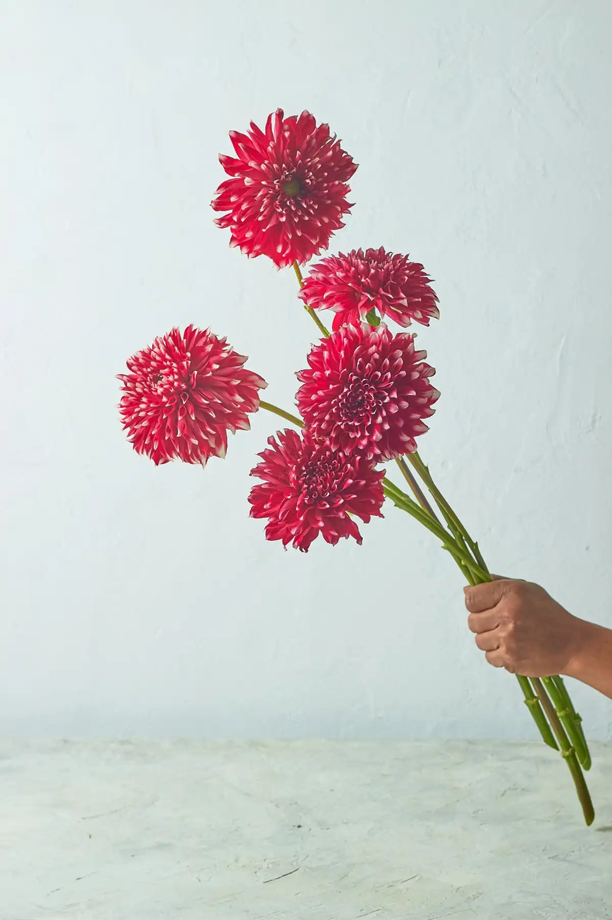 Dahlias - Mahua Floral Studio