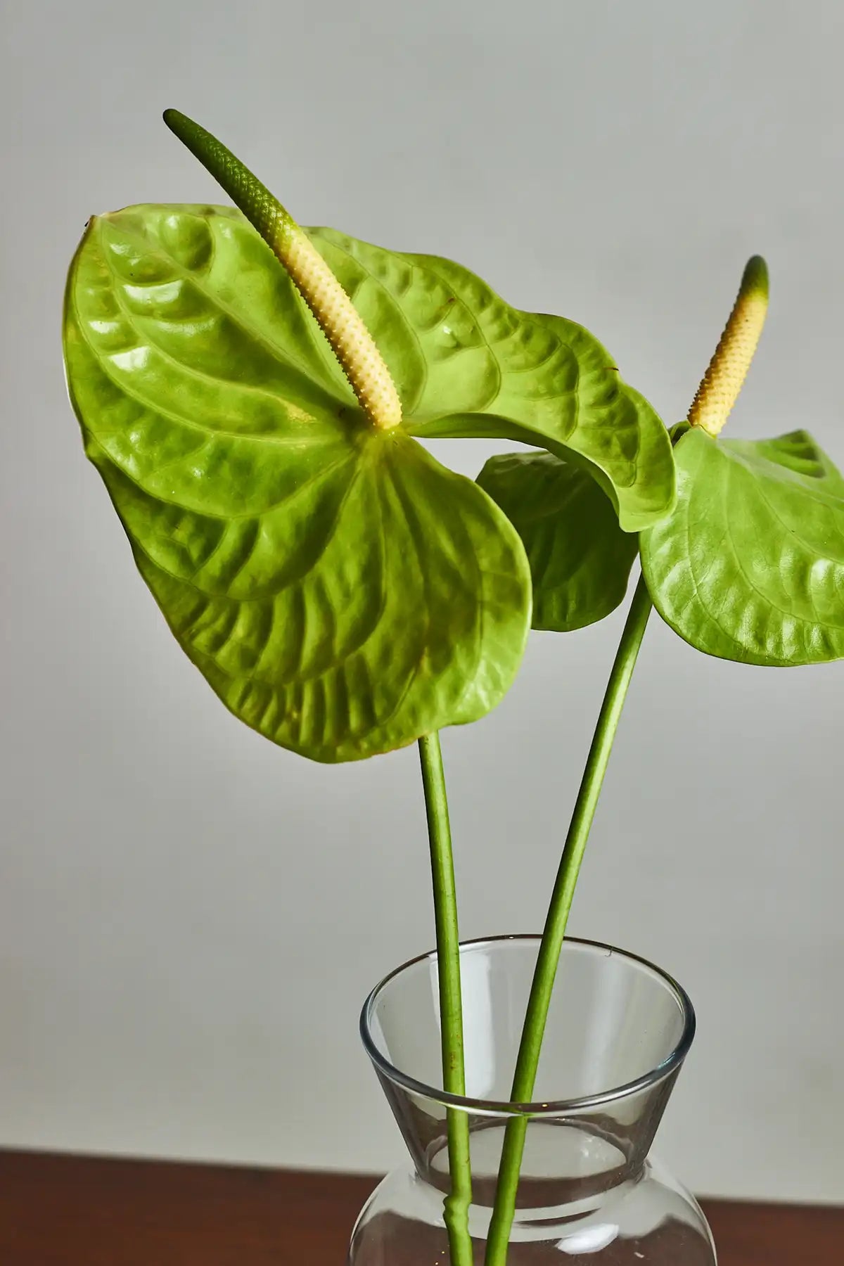 exotic green anthuriums of Green leaves with yellow spiky centers in a clear glass vase against a plain background