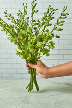 Mokara Orchids - Mahua Floral Studio