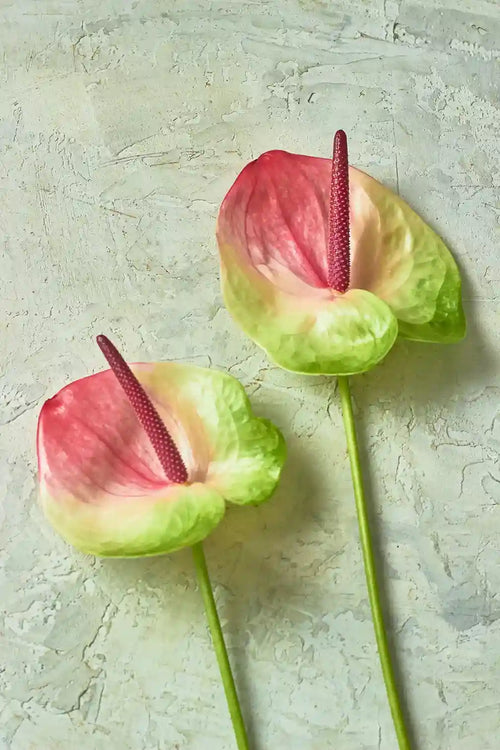 Anthurium - Mahua Floral Studio
