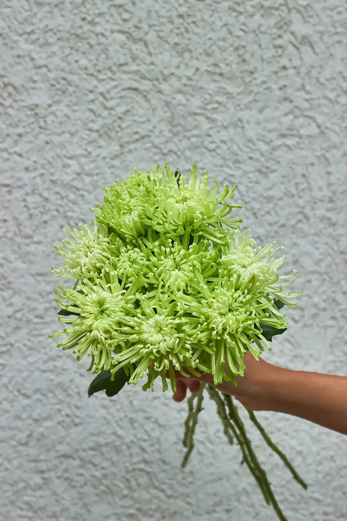 Spider Mum - Mahua Floral Studio