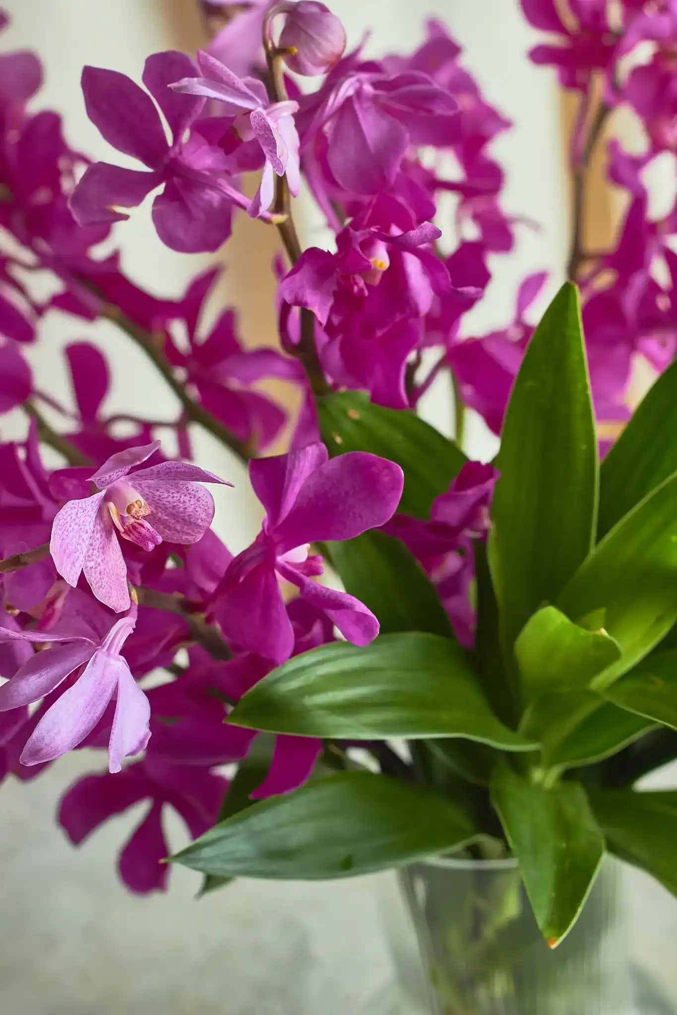 Majestic Mokara - Mahua Floral Studio