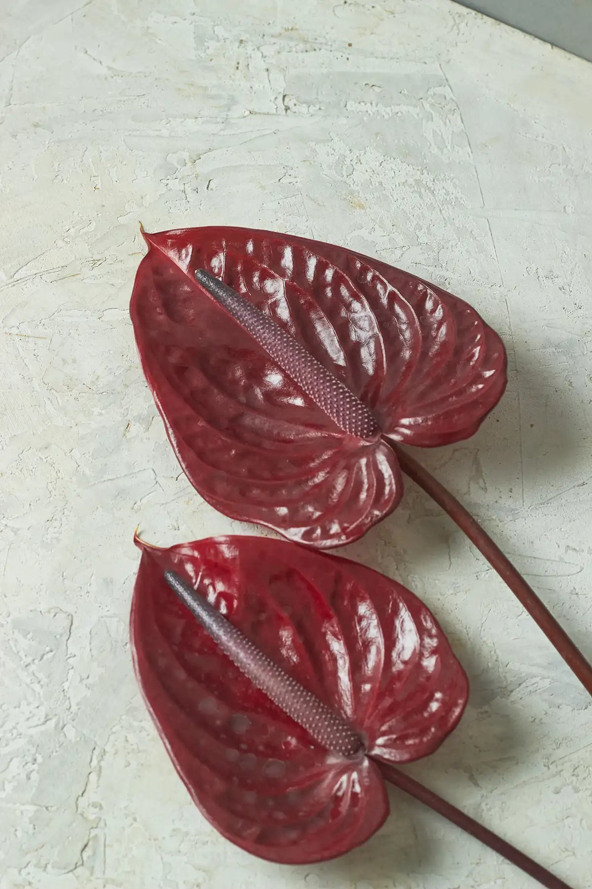 Anthurium - Mahua Floral Studio