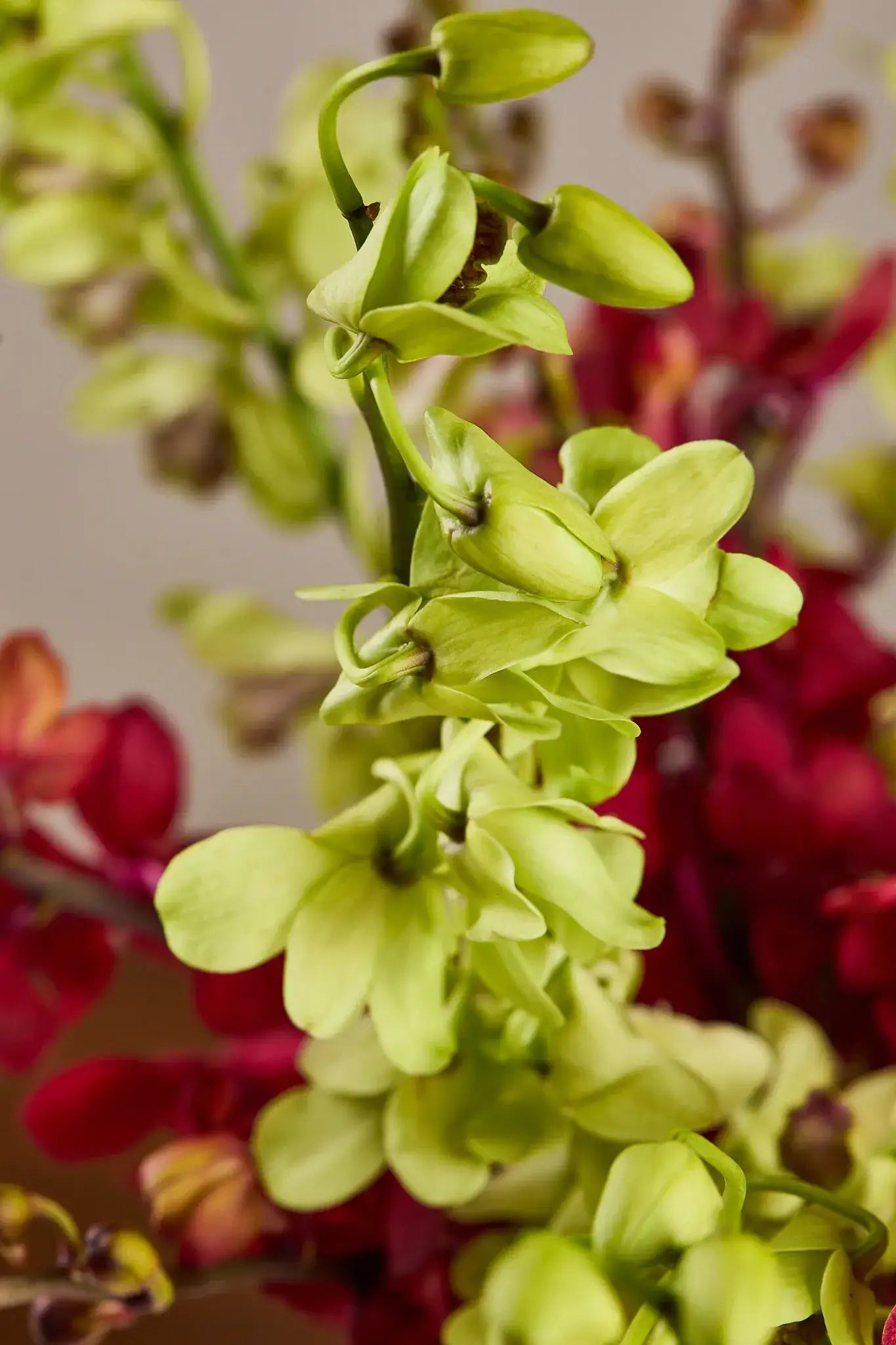 Melon - Mahua Floral Studio