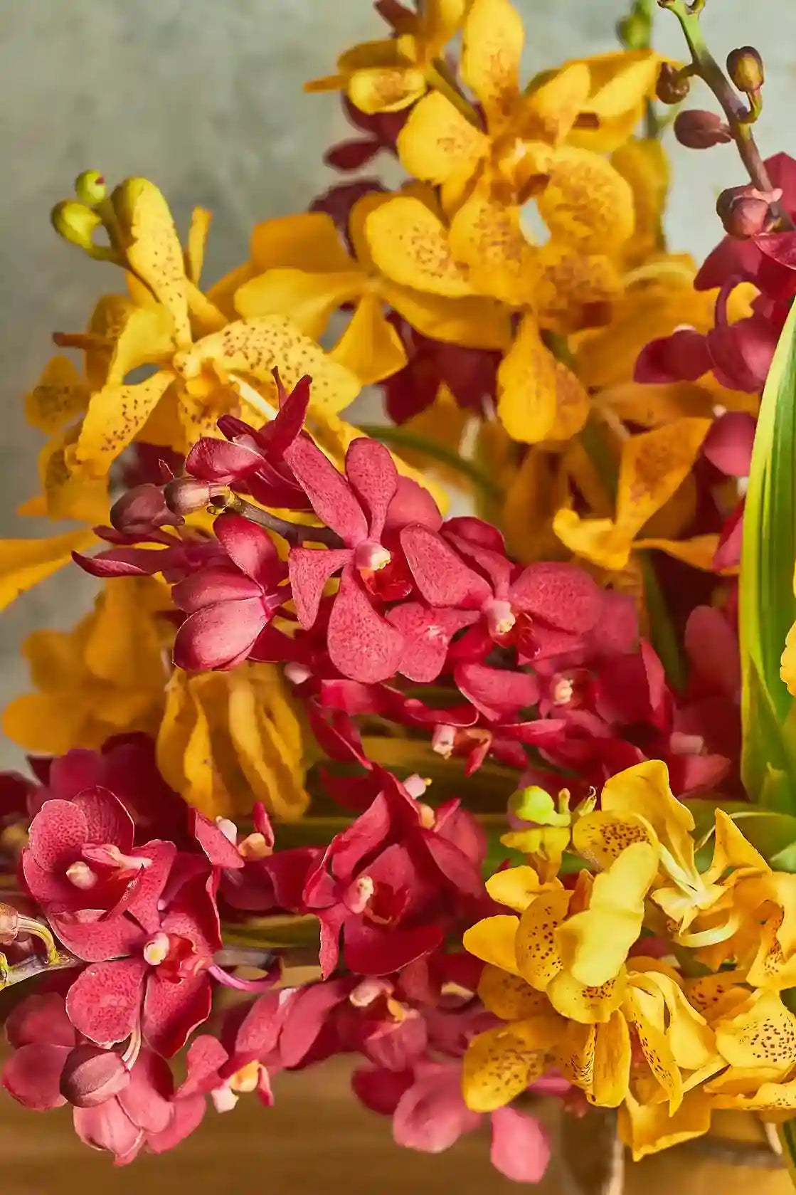 Mokara Delight - Mahua Floral Studio