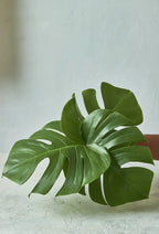 Monstera - Mahua Floral Studio