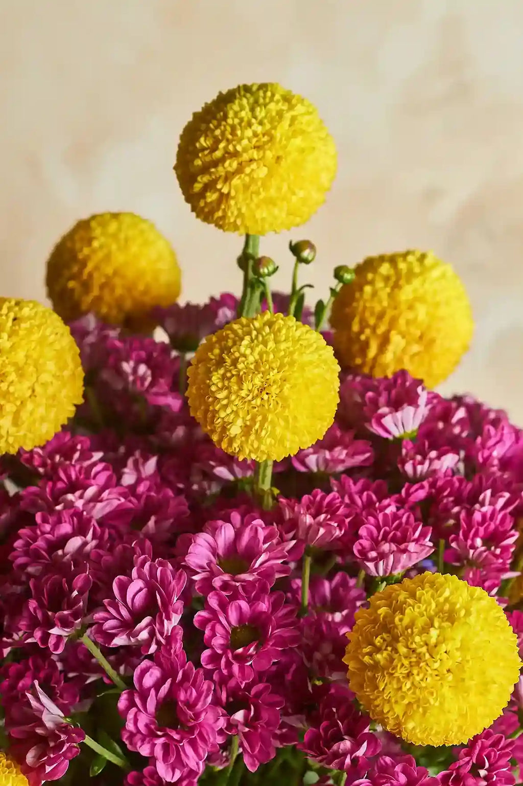 Pom-Pom Party - Mahua Floral Studio