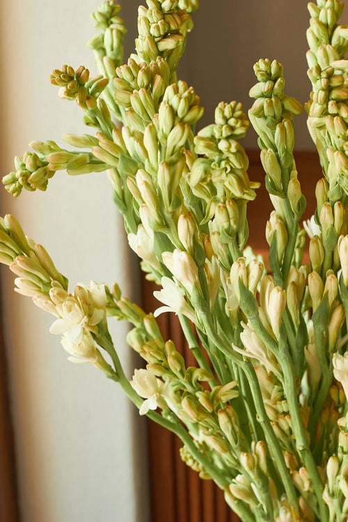 Rajnigandhas (Tuberose) - Mahua Floral Studio
