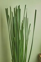 Rambaan - Mahua Floral Studio