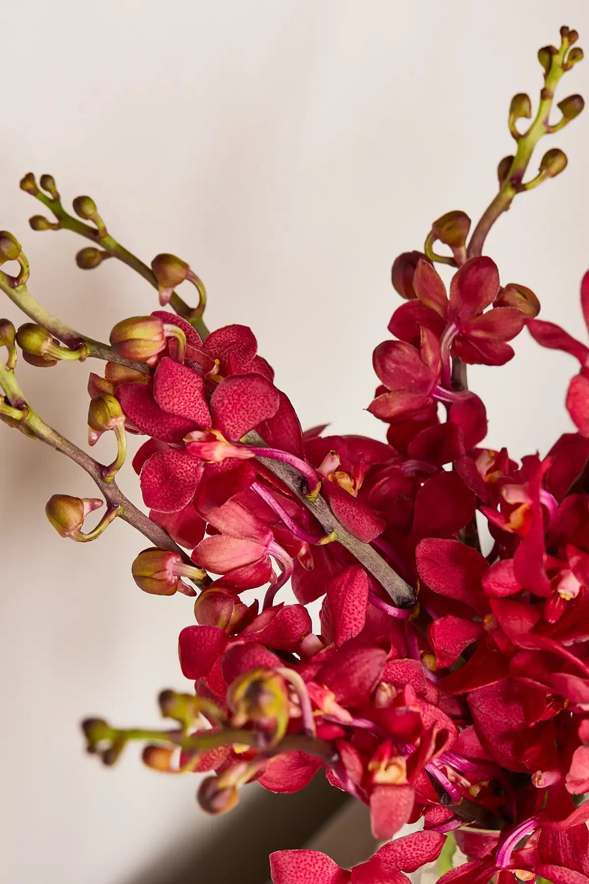 Mokara Orchids - Mahua Floral Studio