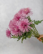 Spider Mum - Mahua Floral Studio