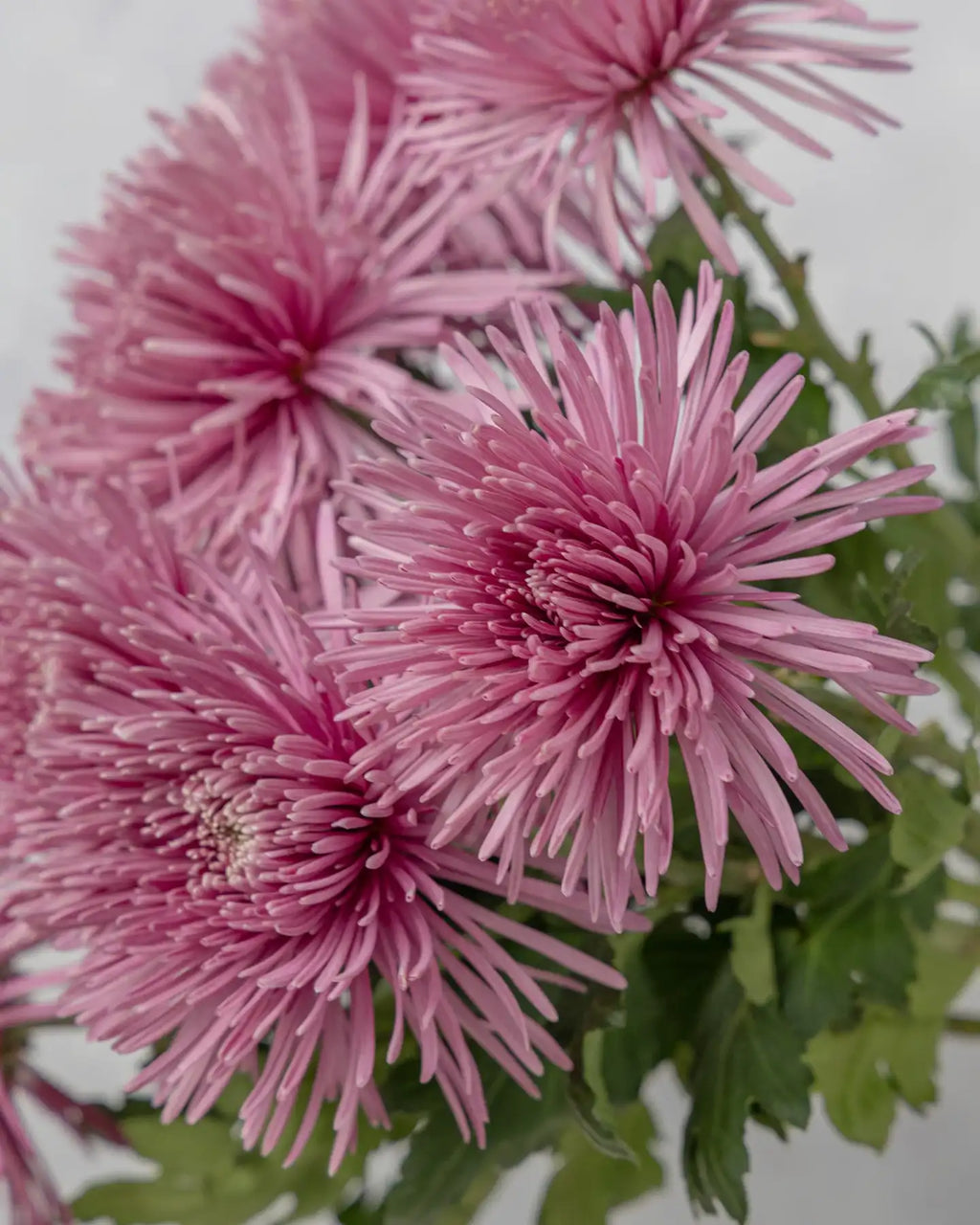 Spider Mum - Mahua Floral Studio
