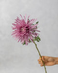 Spider Mum - Mahua Floral Studio