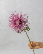 Spider Mum - Mahua Floral Studio