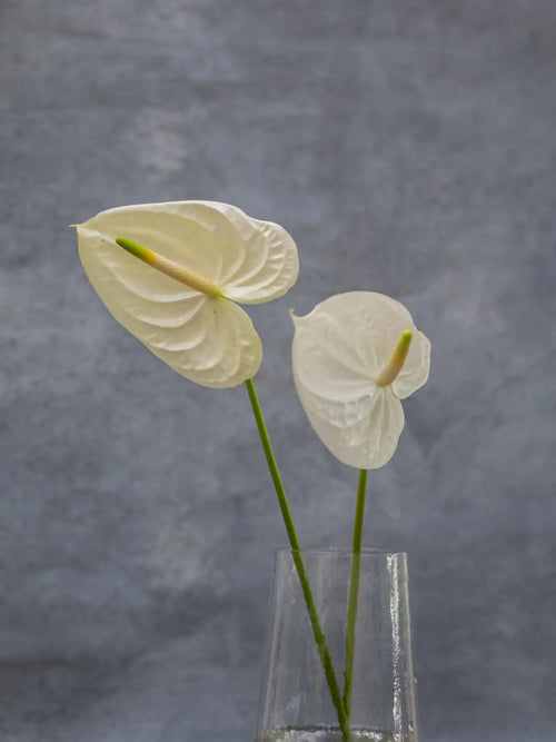 Anthurium - Mahua Floral Studio