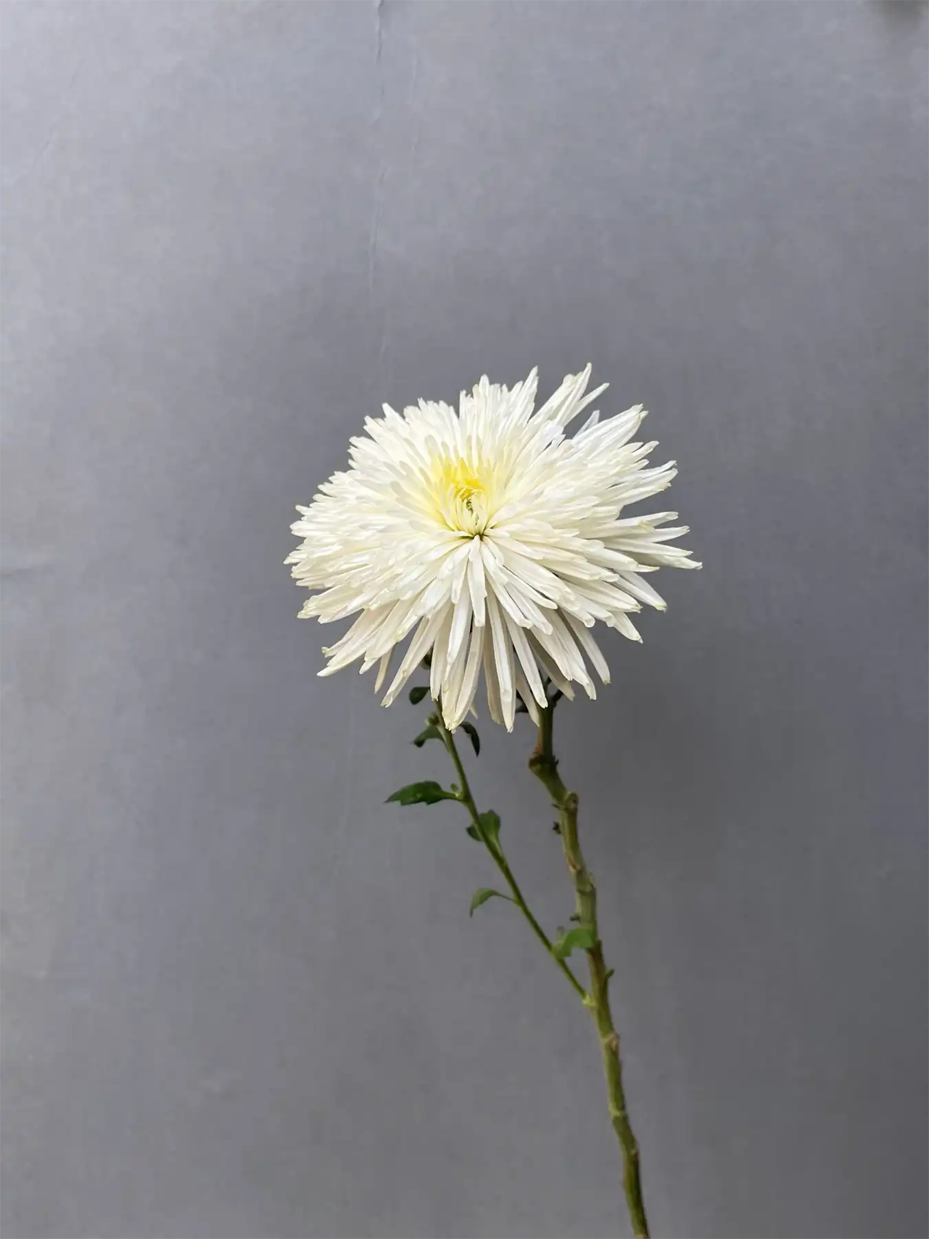 Spider Mum - Mahua Floral Studio