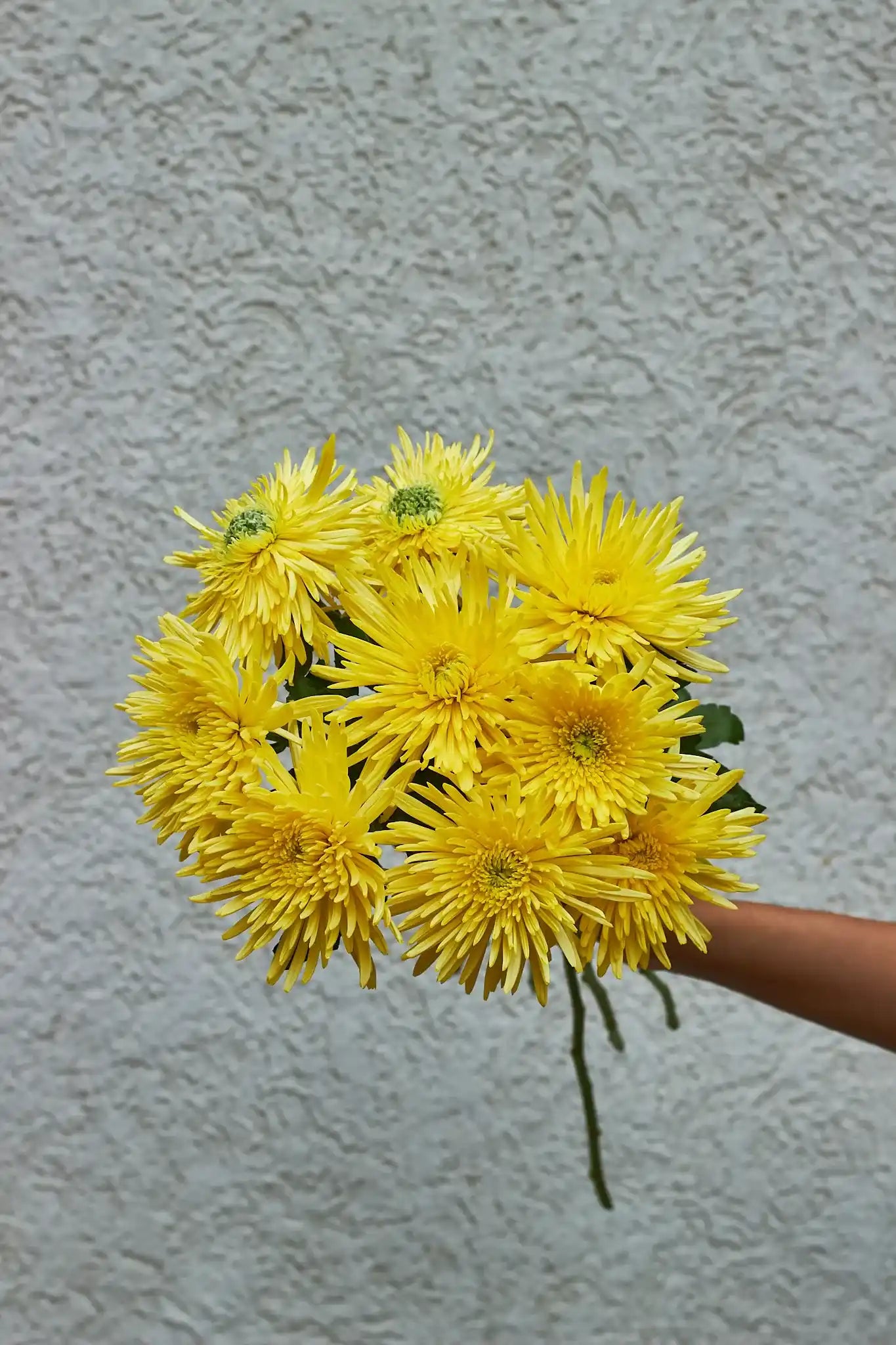 Spider Mum - Mahua Floral Studio