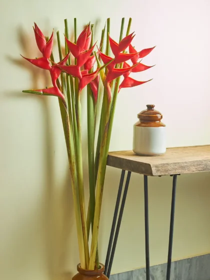 Heliconia