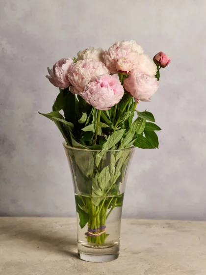 Peonies