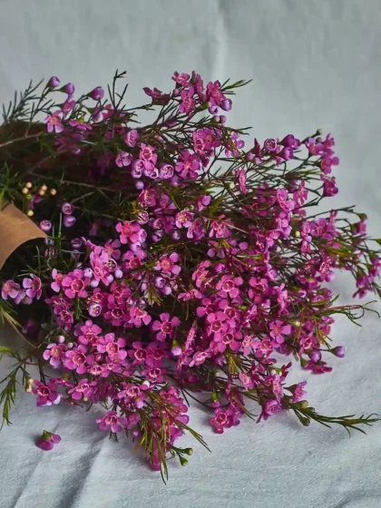 Wax flowers