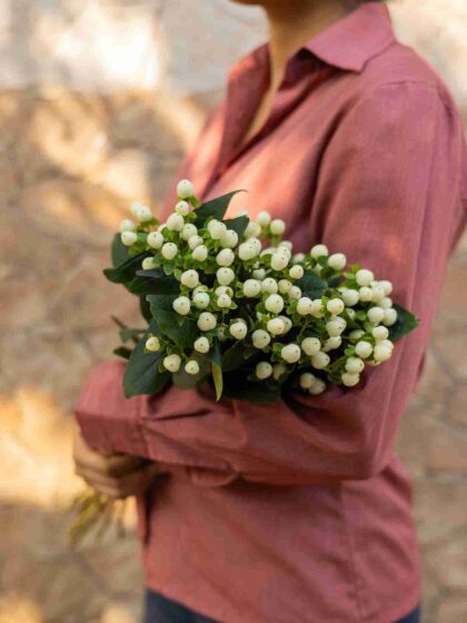 Hypericum Berries