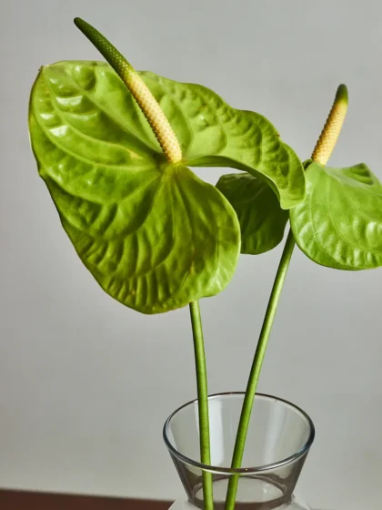 Anthurium