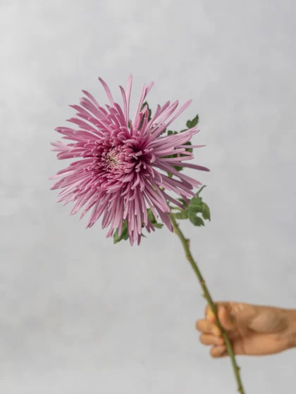 Spider Mum