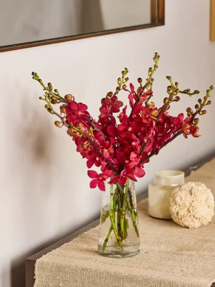 Mokara Orchids
