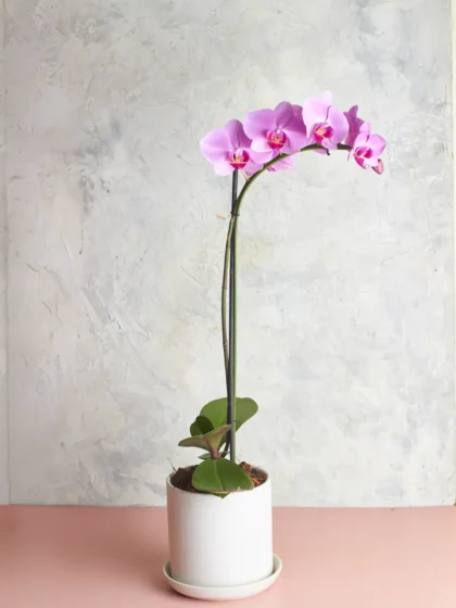 Phalaenopsis orchids